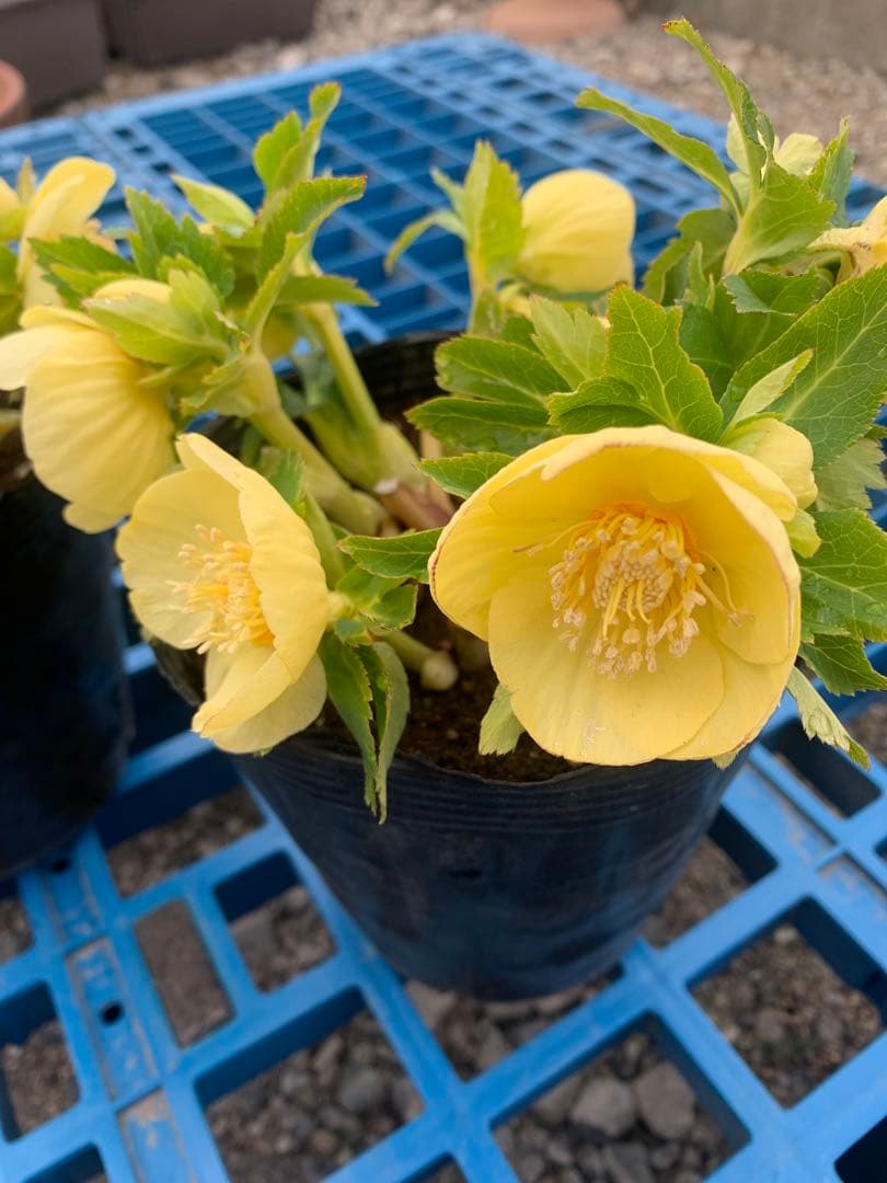 2/12まで限定 野田園芸 クリスマスローズ 黄色 成熟株 楽天市場