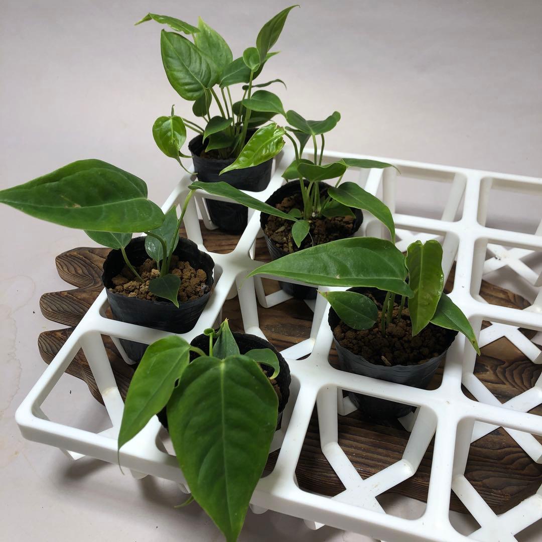 MS20 5株セット アンスリウム・ワロクアナム - メルカリ