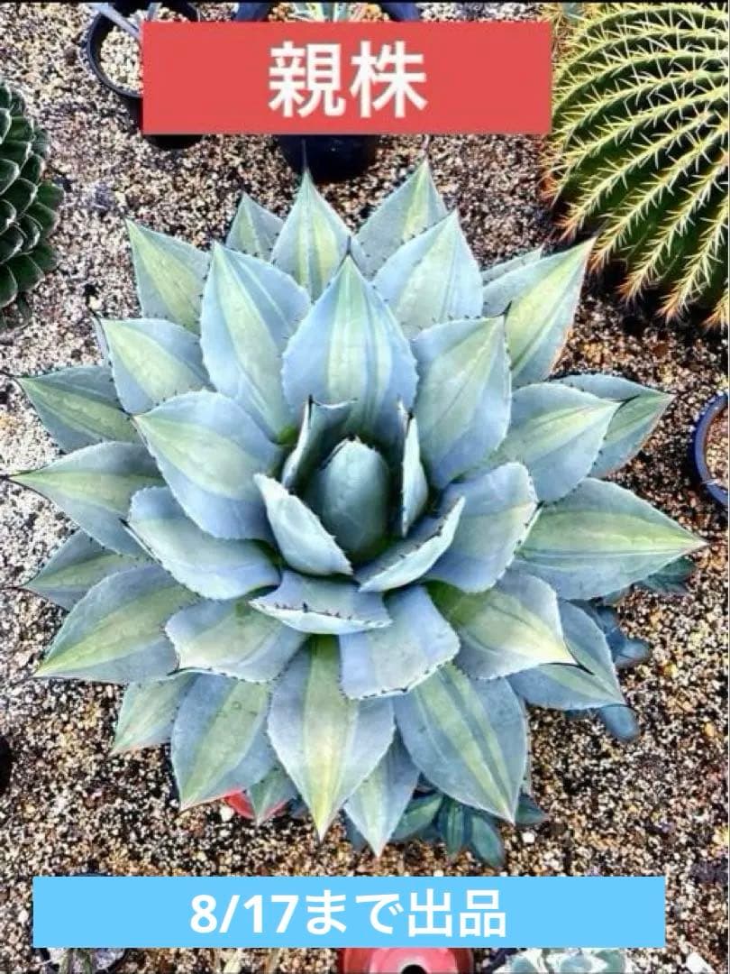 21.【札付き】二瓶リンゼアナ ニヘイリンゼアナ カクタスブライト 多肉植物