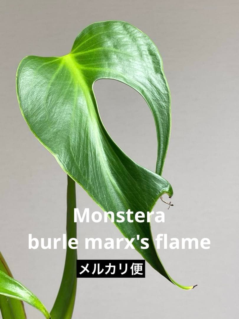 棚整理セール‼️】モンステラ バールマルクス 希少 レア 人気