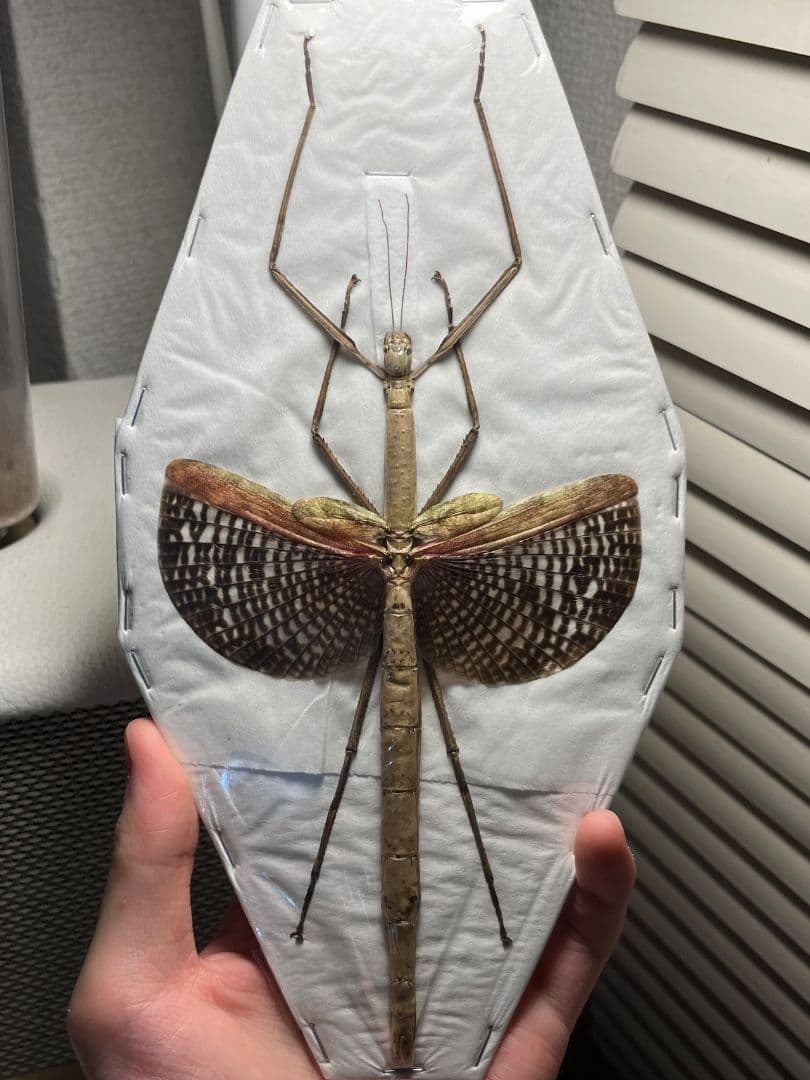 ゴライアスオリエンタリス！大型！標本！の通販はau PAY マーケット