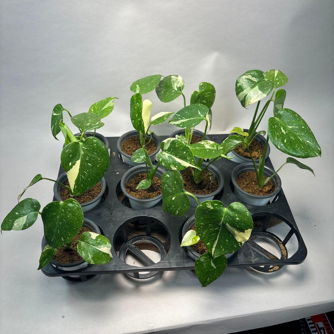 チ*-様 10株セットms34【特別選抜】モンステラ・タイコンステレーション 斑 チ*-様 10株セットms34【特別選抜】モンステラ・タイコンステ