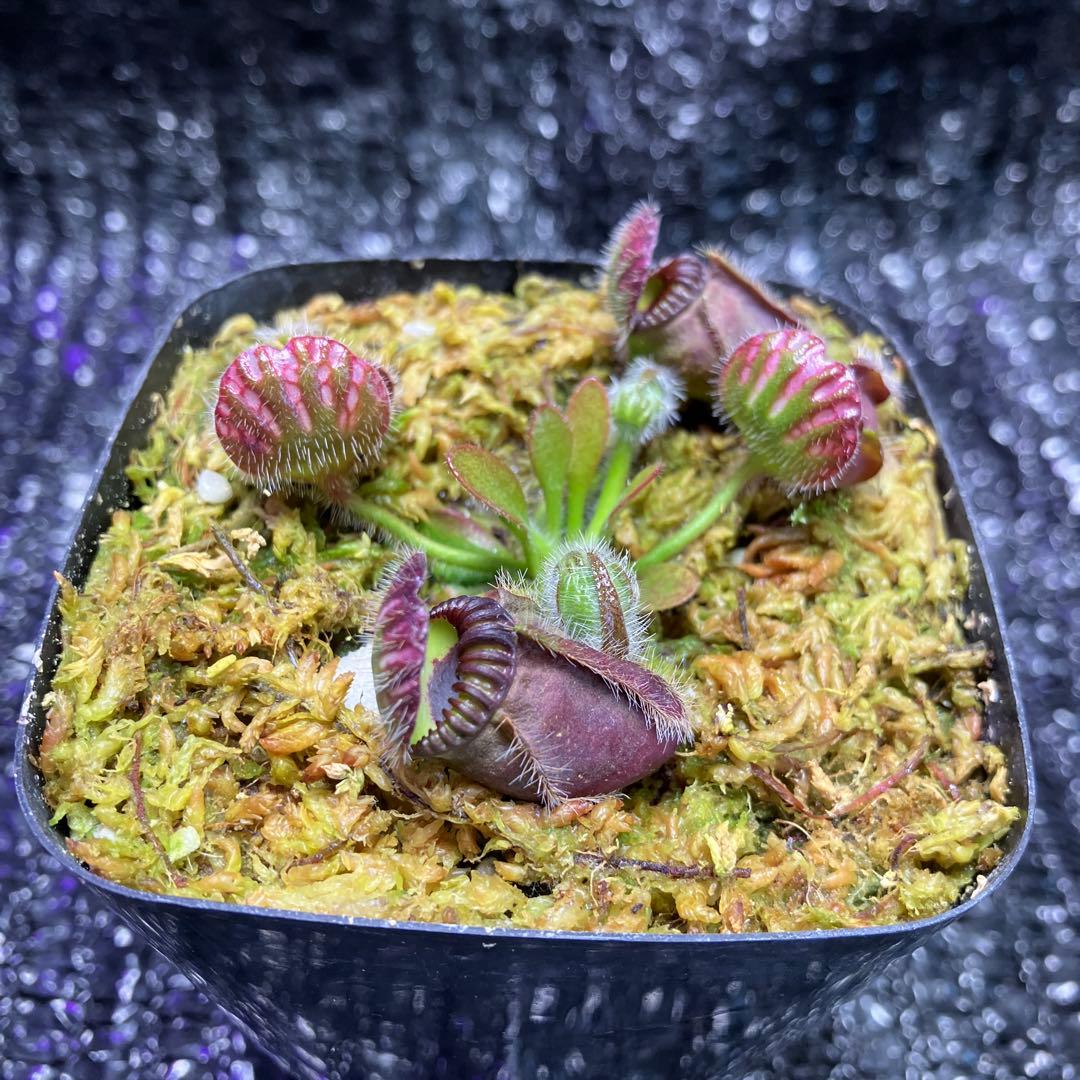 食虫植物 セファロタス フォリキュラリス Eden Black CZP - メルカリ