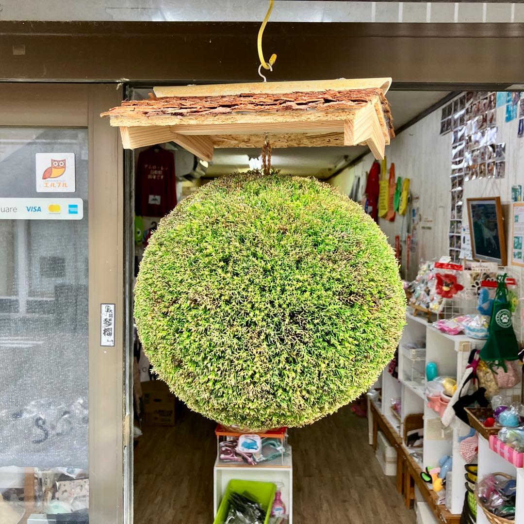 杉玉【屋根付き】② つくりたて杉玉 吉野杉 20センチ 屋根付き その他インテリア雑貨 萩原