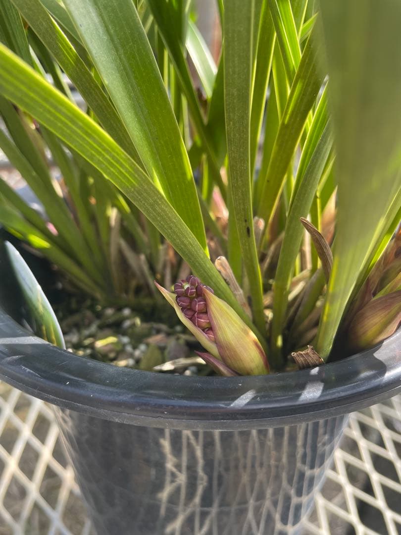 R8年キンリョウヘン花芽7本#4 - メルカリ