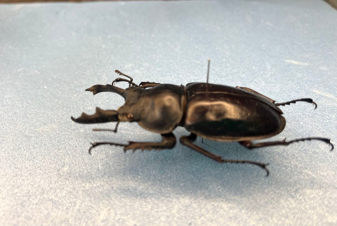 ペラルマトゥスマルバネクワガタ亜種ゴラール - メルカリ