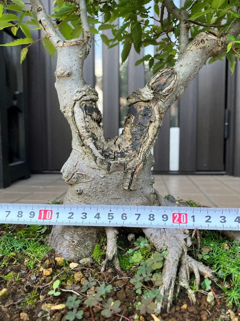 27日(木)24時迄の大特価！ 盆栽 欅ケヤキ 超極太！ - メルカリ