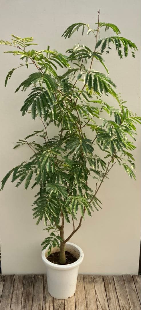 ネムの木　エバーフレッシュ　鉢皿付き ネムの木 エバーフレッシュ 鉢皿付き - メルカリ