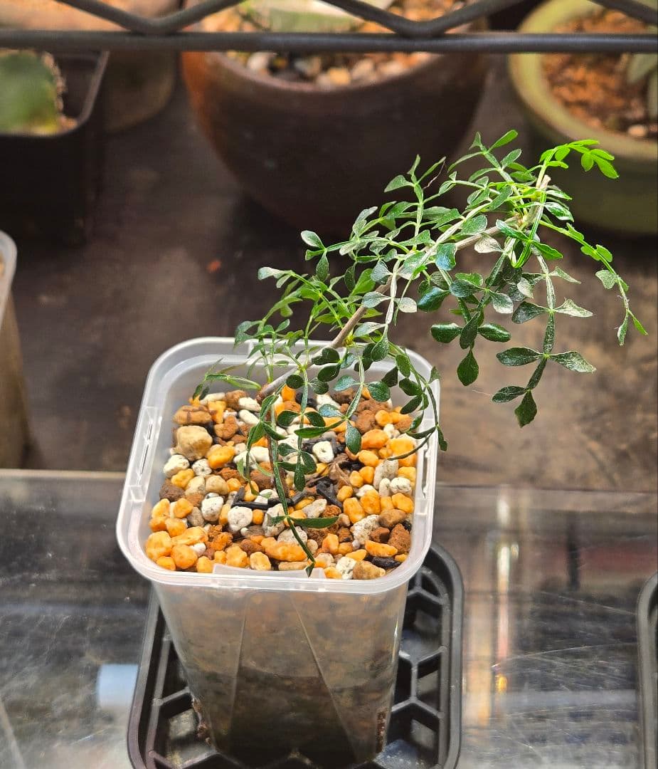 オペルクリカリア.パキプス (挿し木 発根済み)2株セット No.23 - メルカリ