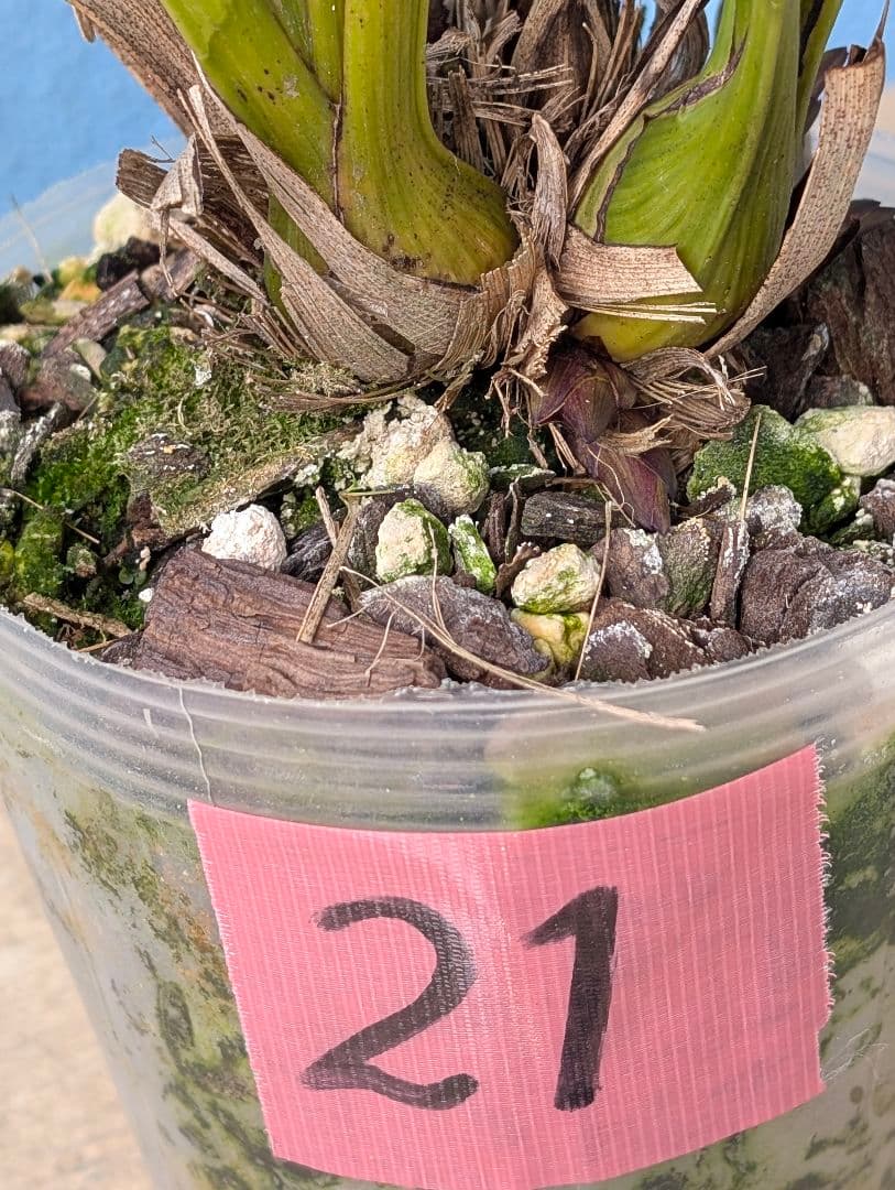 花芽付キンリョウヘン 金稜辺ニホンミツバチ誘引蘭 2鉢+日本蜜蜂蜜蝋