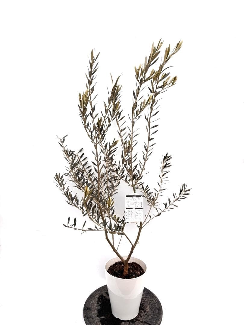 オリーブの木 バロウニ 7号 約130cm K-306 希少品種 現品掲載