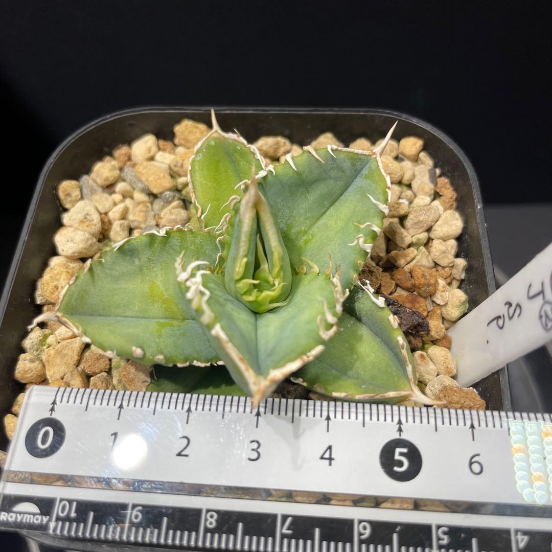 アガベ チタノタ ホオジロザメ 大白鯊 CJスペシャル ② - メルカリ