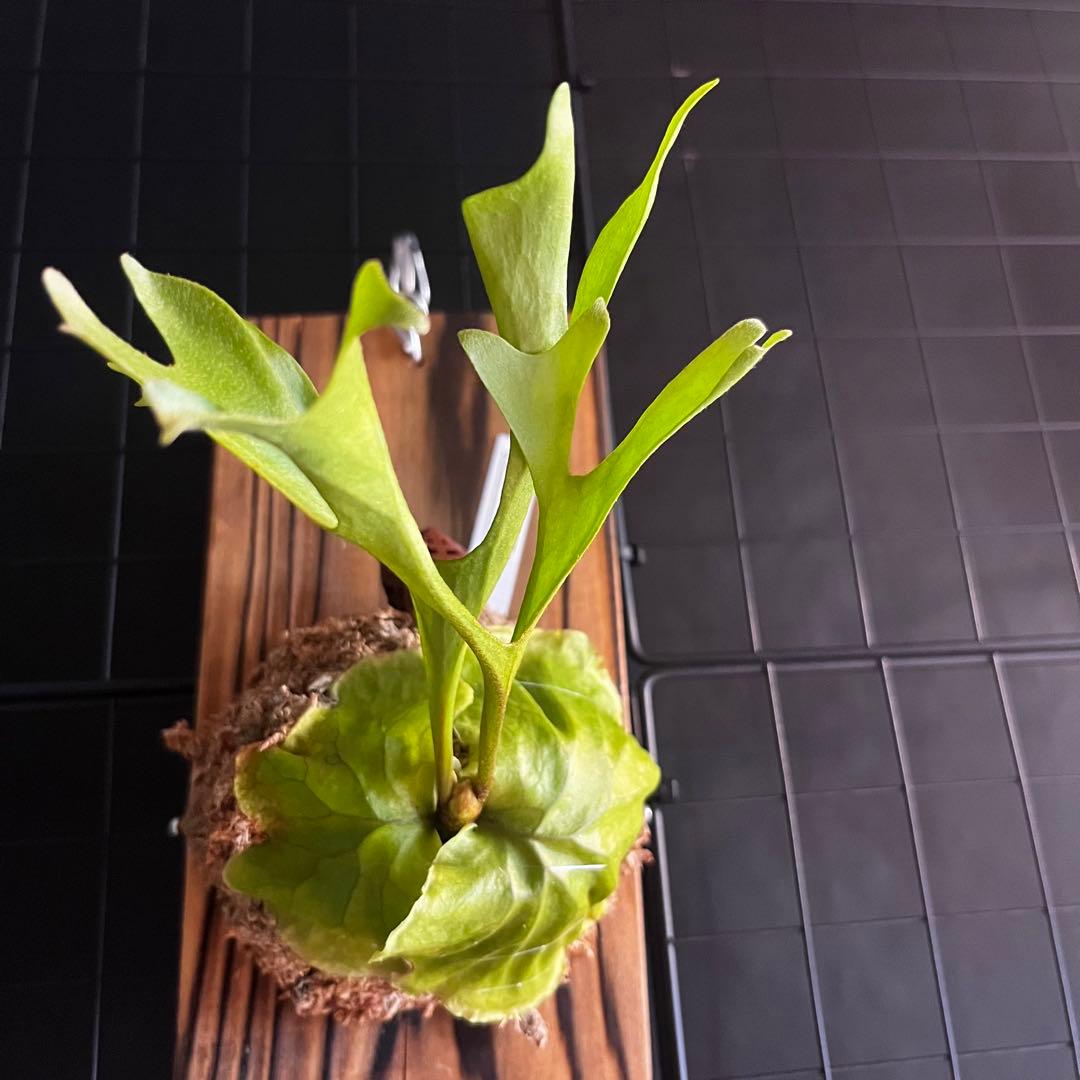 RI10)ビカクシダ・リドレイシンフォーム 細葉 板付け - メルカリ