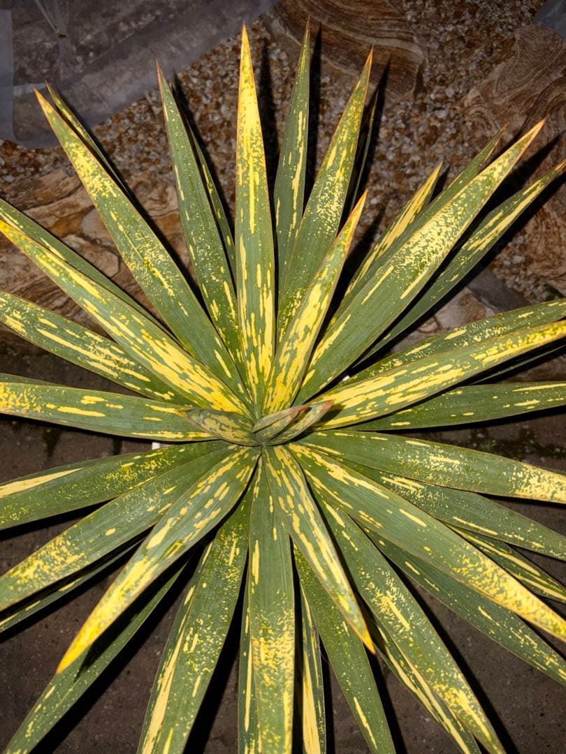 ユッカ グロリオサ 散り斑 う - メルカリ