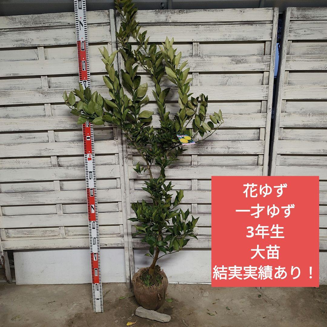 花柚子 3年生 大苗 結実実績あり！ - メルカリ