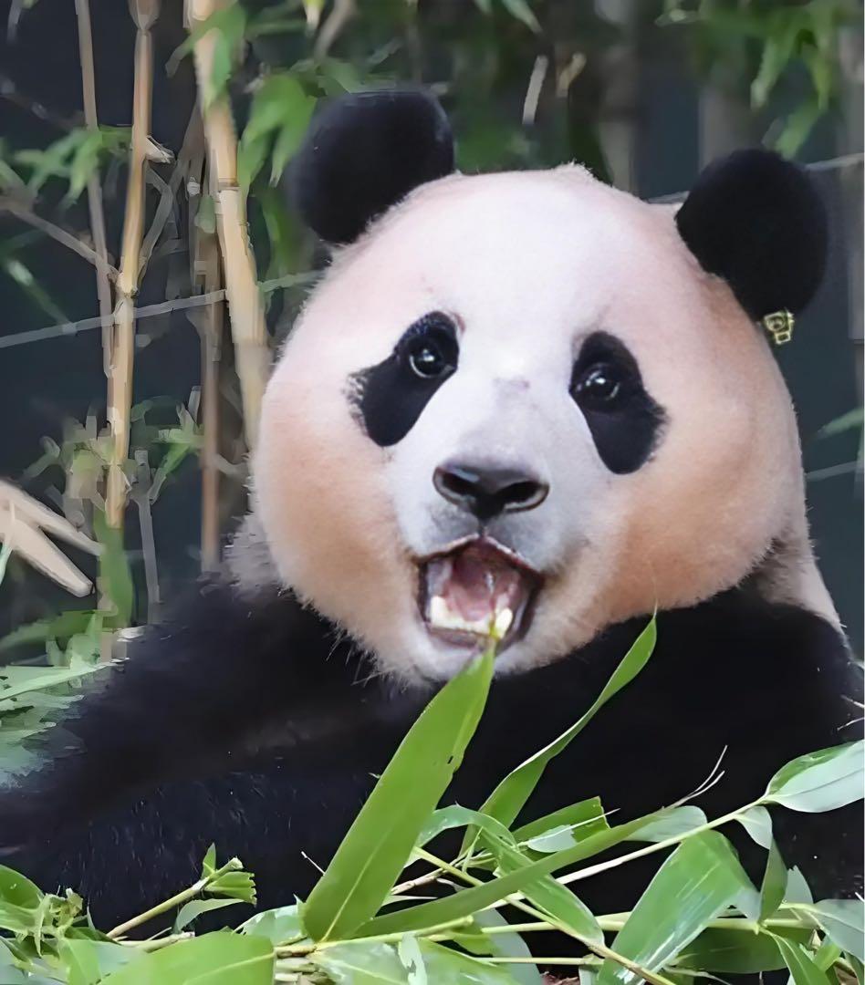 1996年 中国パンダ記念銀貨 5元 PCGS認証