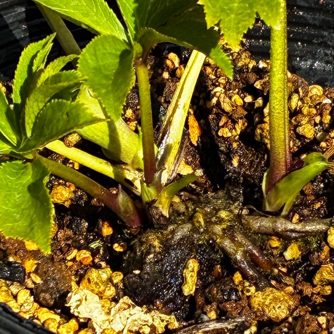 植*鑑様 3564☘️蕾花付き☘️⭐️超希少⭐️一茶⭐️コロコロ小輪⭐️キープカ