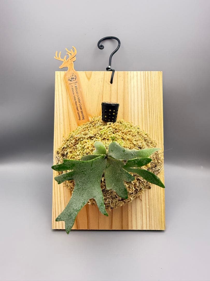 ま*ゃ様 大サイズ ビカクシタP.willinckii Antler Crown - メルカリ