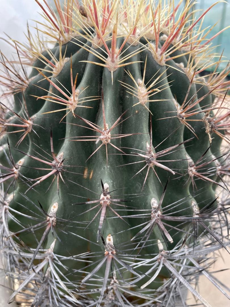 サボテン 白鳥丸 フェロカクタス 古株 巨大株