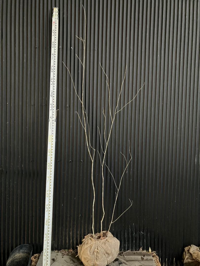 山採り　アオダモ　k 山からそのまま🏔️ 山採りアオダモ、入荷しました。 自然の中で育っ