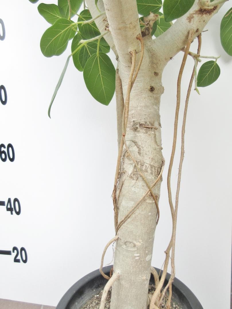 京都での手渡しのみ ベンガルゴム10号 約180cm 現品販売 近畿はお届け