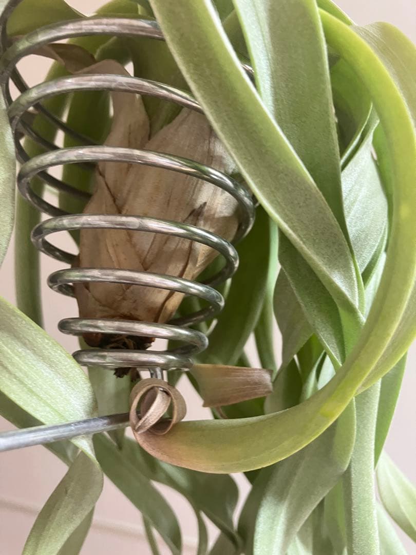 さ*ら様 希少 交配種 大株 フォーグレーターグローリー エアープランツ