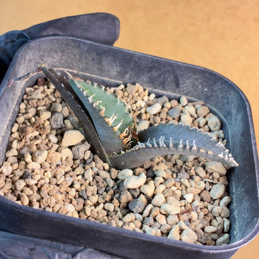 アガベ チタノタ 悪魔くん BAKEMONO 極上美株 子株 - メルカリ