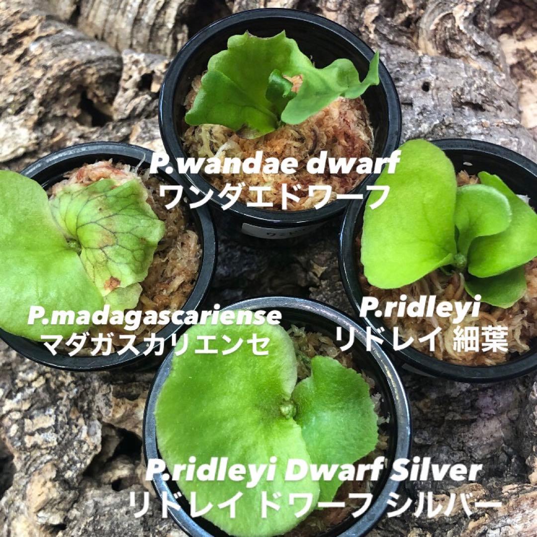 ビカクシダ リドレイ シルベリー マダガスカリエンセ ワンダエドワーフ