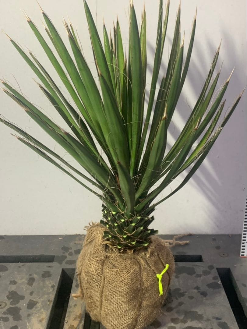 い*こ様 ユッカ　フィリフェラ　黄