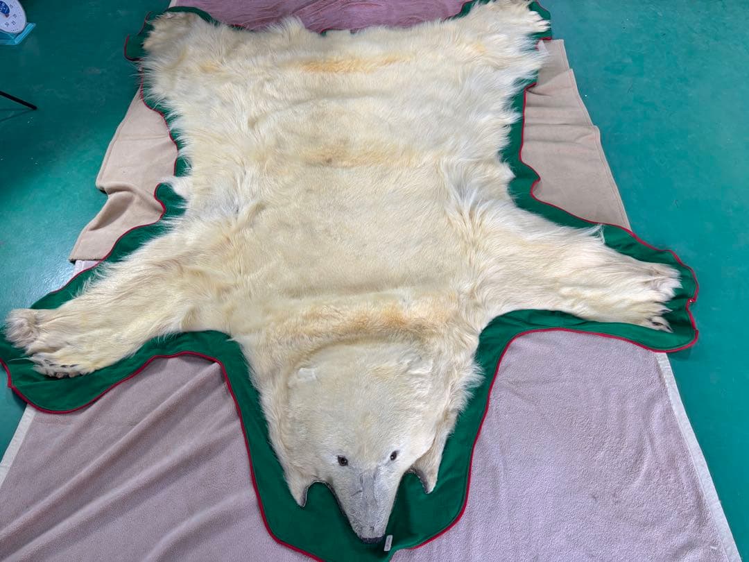 白熊　ホッキョクグマ　剥製　毛皮　マット Yahoo!オークション - 剥製 シロクマ 毛皮 敷物 ラグ ホッキョクグマ