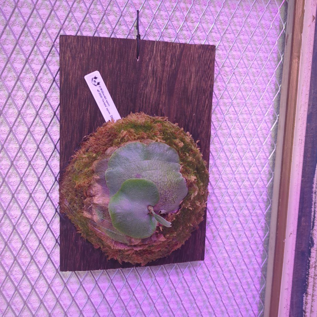 P.Willinckii × P.Hillii 'Geisya' spore - メルカリ