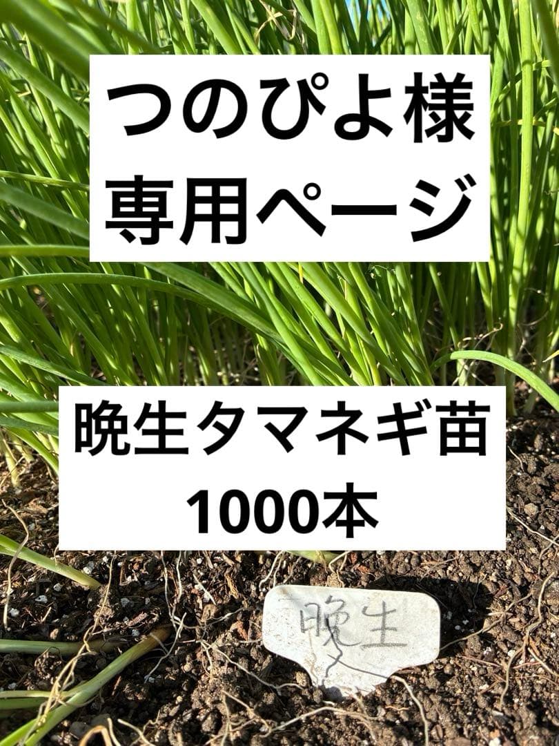 つのぴよページ晩生タマネギ苗1000本 タマネギ苗（中晩生）100本 | Rich Harbor Seed