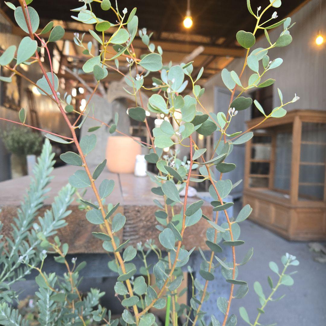 ユーカリ ウェブステリアナ（ハートリーフ） sealow様専用 アカシア