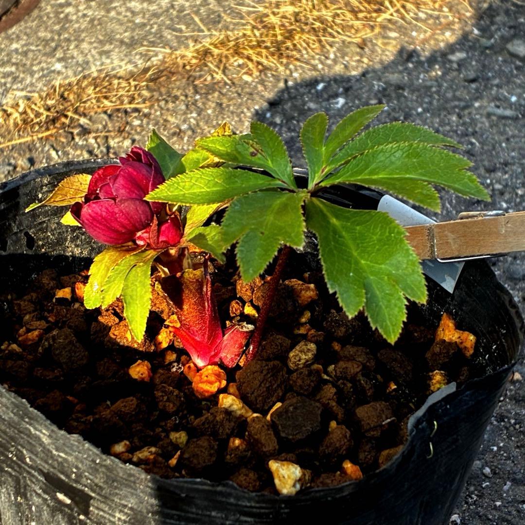 か*l様 3566☘️蕾花付き☘️⭐️コロコロ小輪⭐️紅赤オーレア⭐️コンパクト