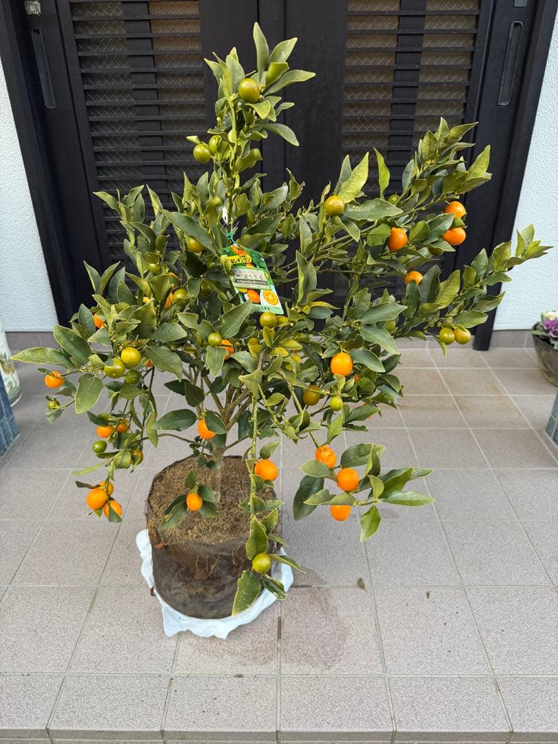 希少金柑ぷちまる 実が沢山付き 特大株 果樹 凄く甘い - メルカリ