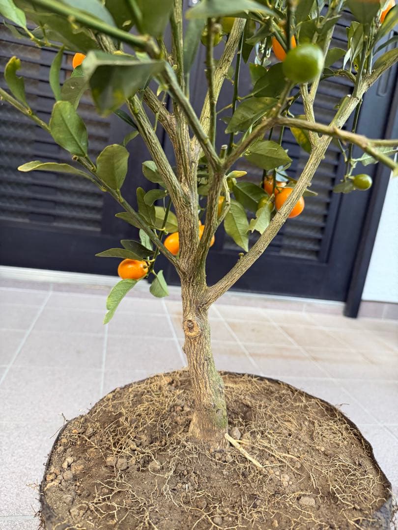 希少金柑ぷちまる 実が沢山付き 特大株 果樹 凄く甘い - メルカリ