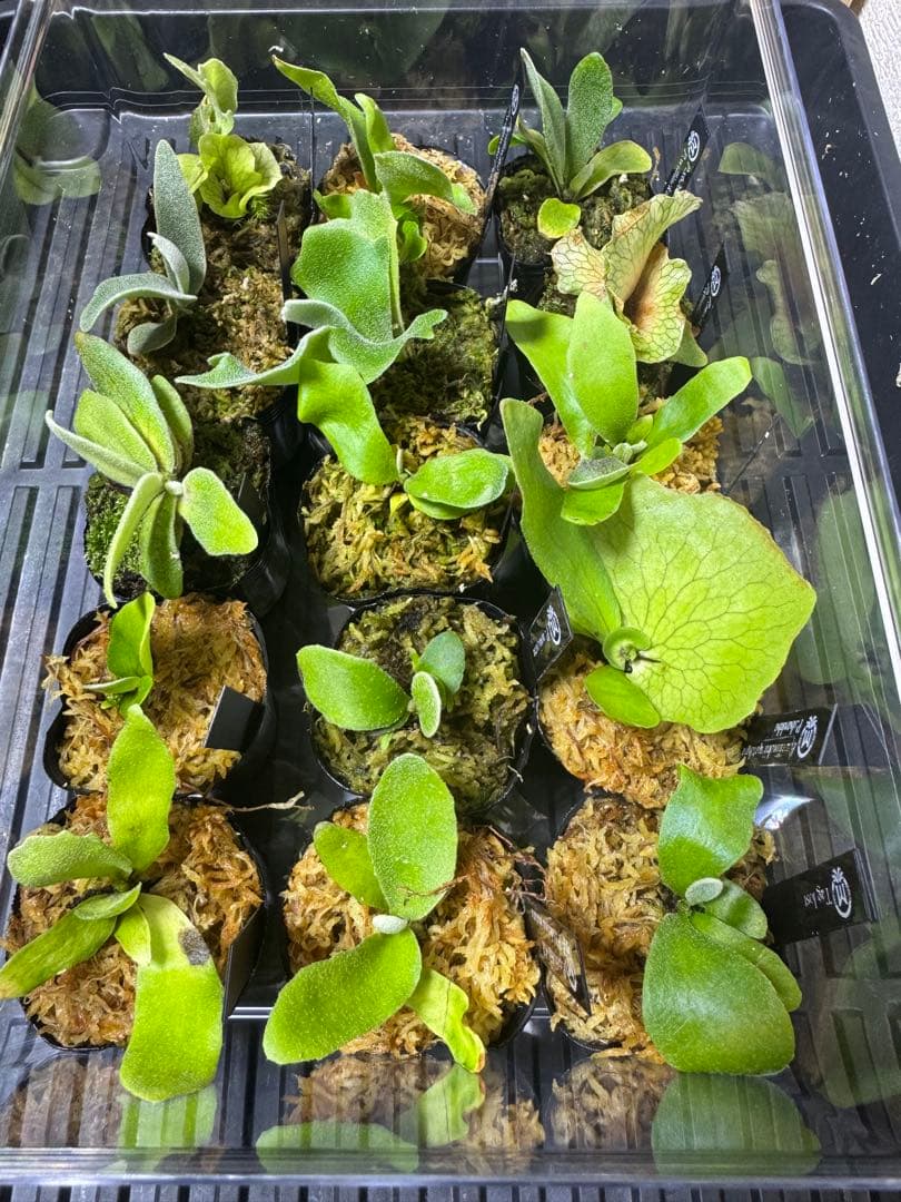 ビカクシダ 15種 - メルカリ