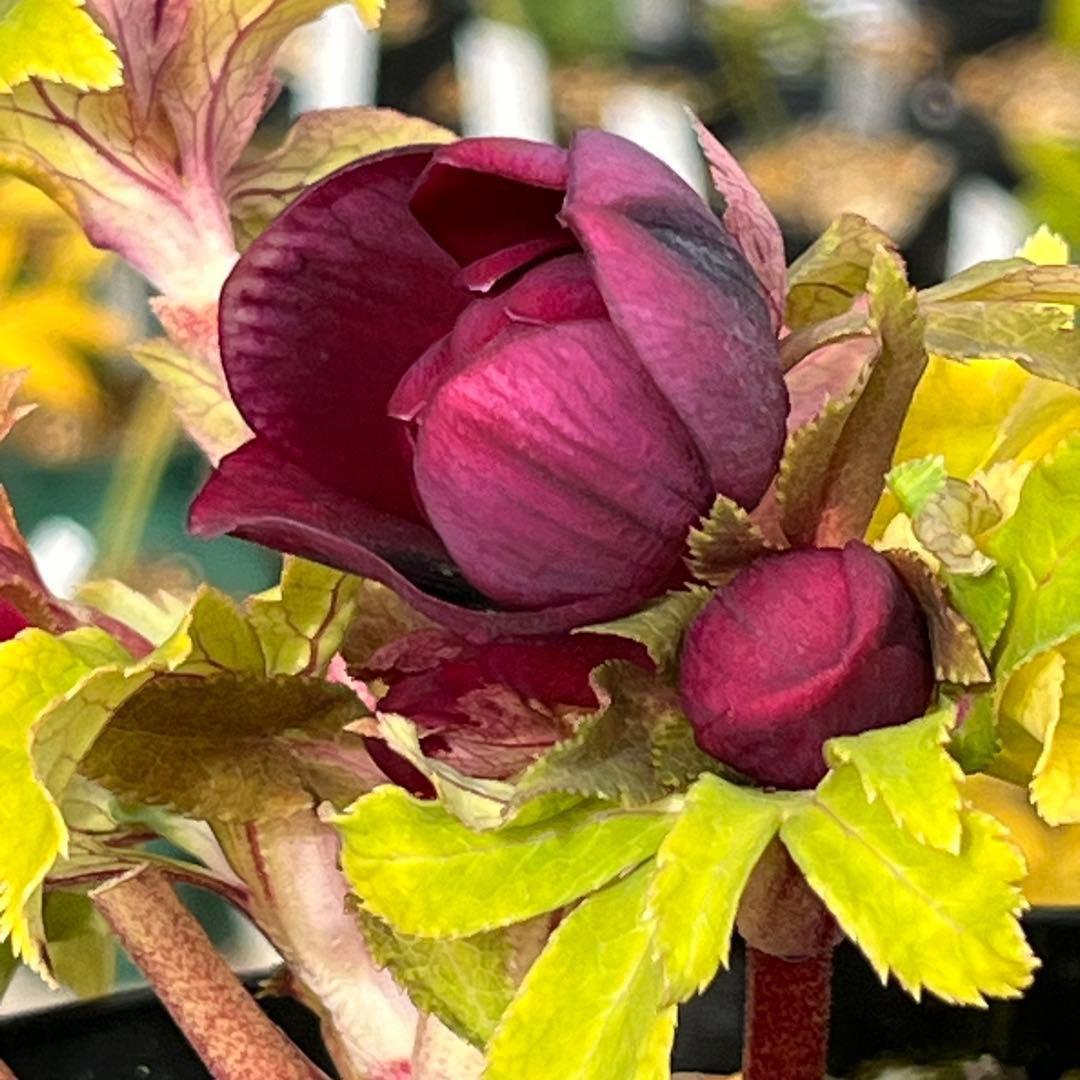 バ*カ様 ☘️限定1株☘️未株分け☘️3354⭐️小輪⭐️オーレア⭐️真紅⭐️ぼ