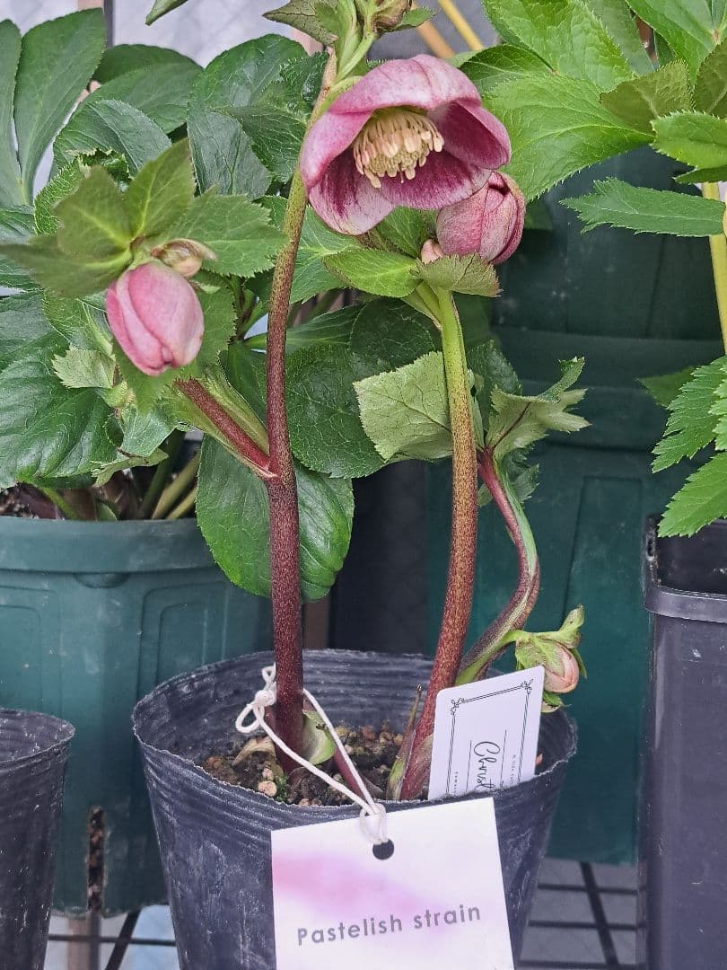 大和園　クリスマスローズ　パステリッシュストレイン　蕾6個 【メルカリ便】 クリスマスローズ 大和園 公式タグ付 パステリッシュストレインhyb