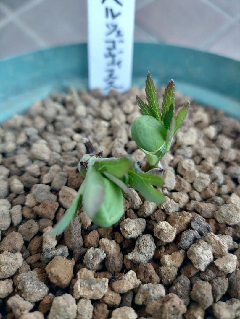 K*5様 原種クリスマスローズ ムルチフィダス•ヘルツェゴヴィヌス 6号