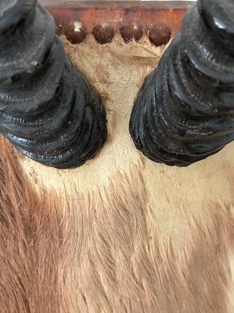 インパラの角 ハンティングトロフィー オブジェ - メルカリ