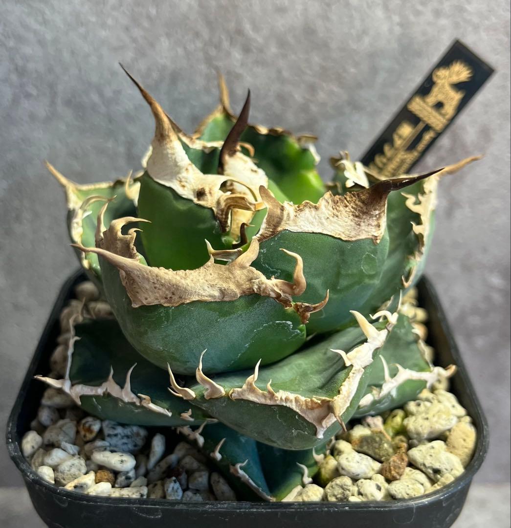 69 ユタエンシス エボリスピナ 現地株 ベアルート 陽炎 アガベ