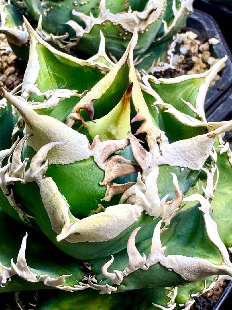 アガベ CJ Special（ホオジロタイプ） - メルカリ