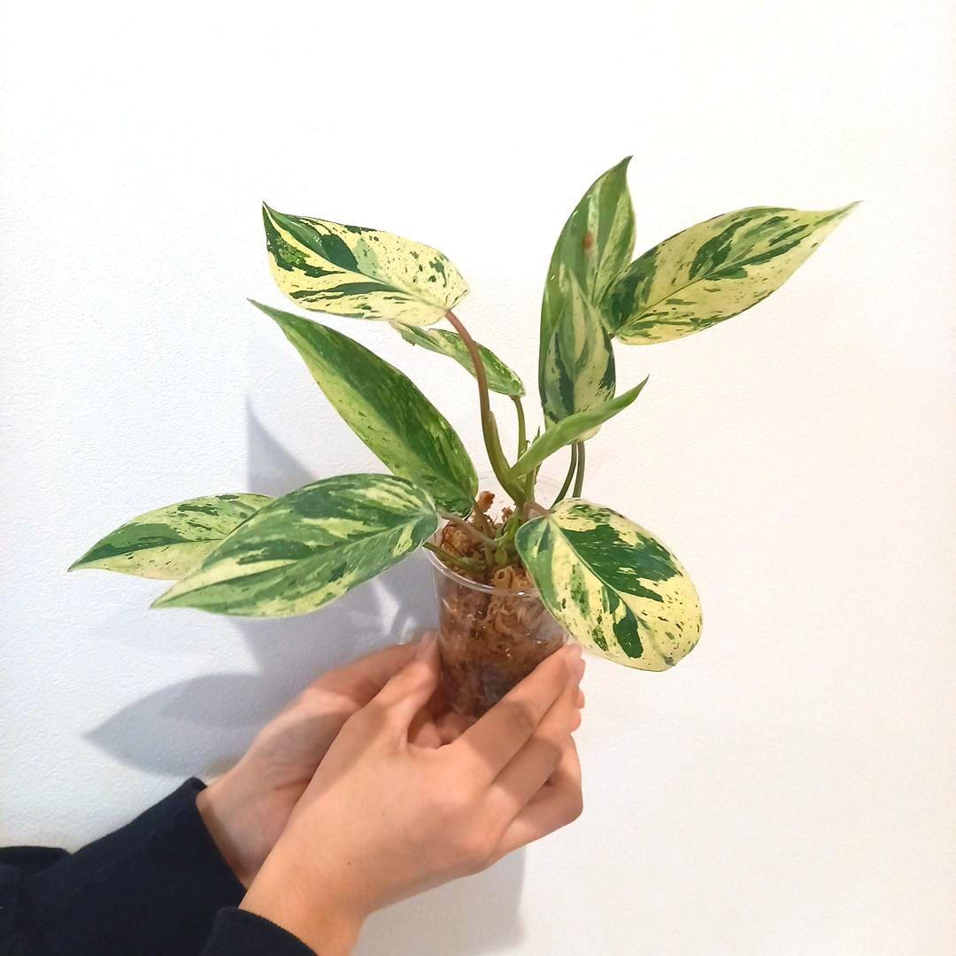 超希少 フィロデンドロン・エメラルドクイーン斑入 - メルカリ