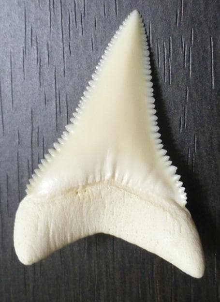 ホホジロザメ（Carcharodon carcharias）の歯 41.3mm