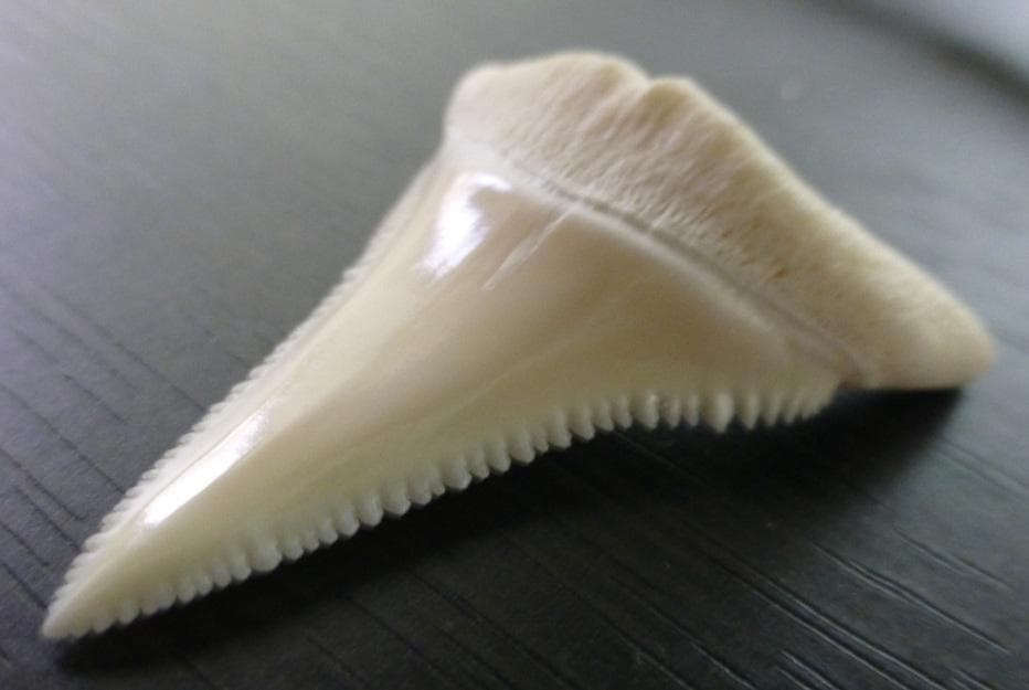 ホホジロザメ（Carcharodon carcharias）の歯 41.3mm