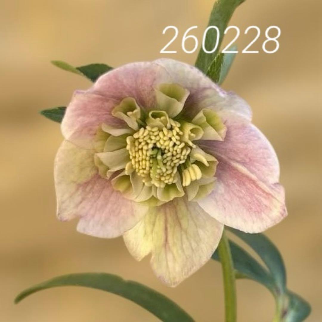 ポーセリンhyb sd大木ナーサリー クリスマスローズ タグ付き 現品 開花