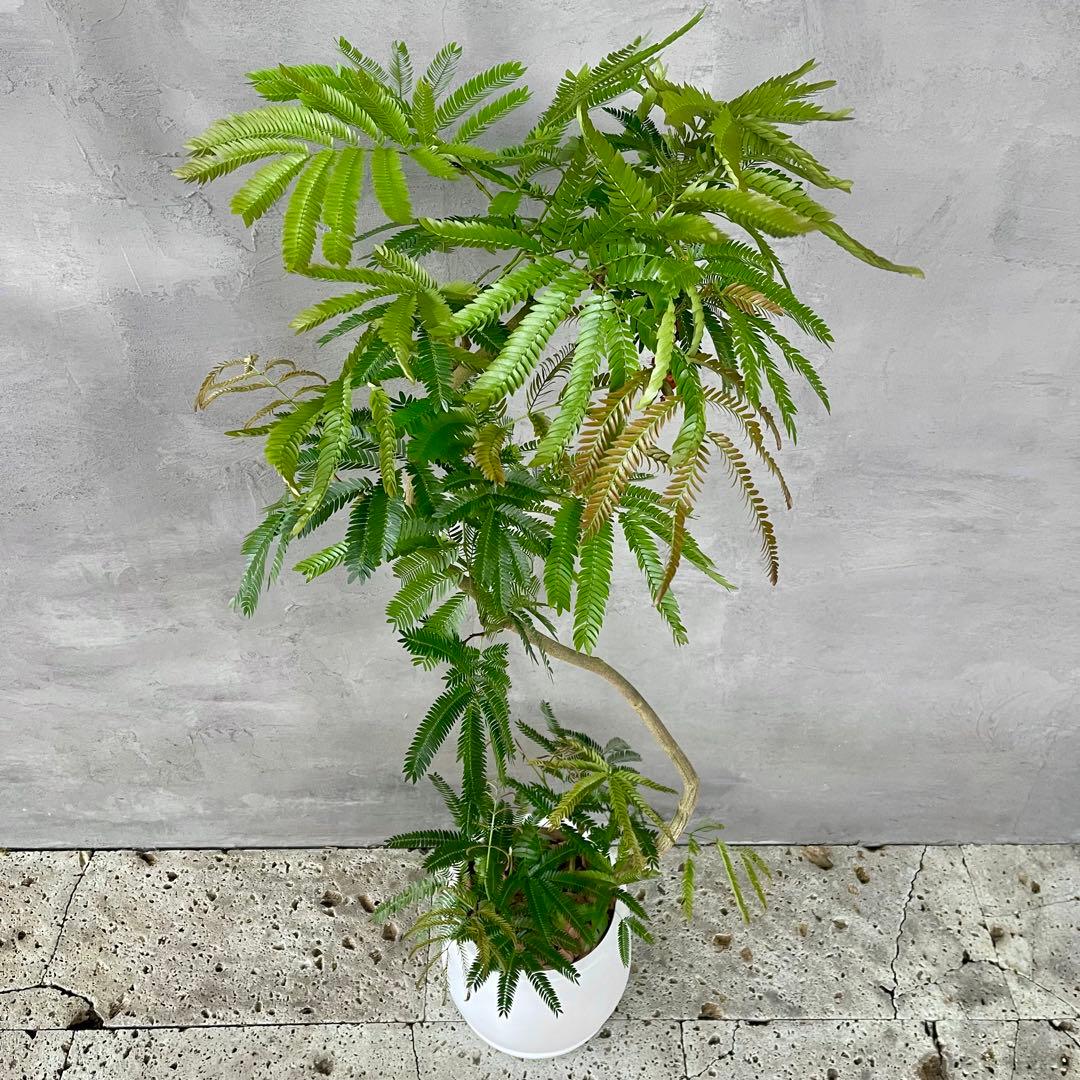 美形 大型 エバーフレッシュ S字仕立て 10号 バルーン陶器鉢 植え込み