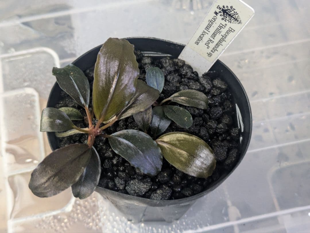 水草 Bucephalandra sp.brilliant red
