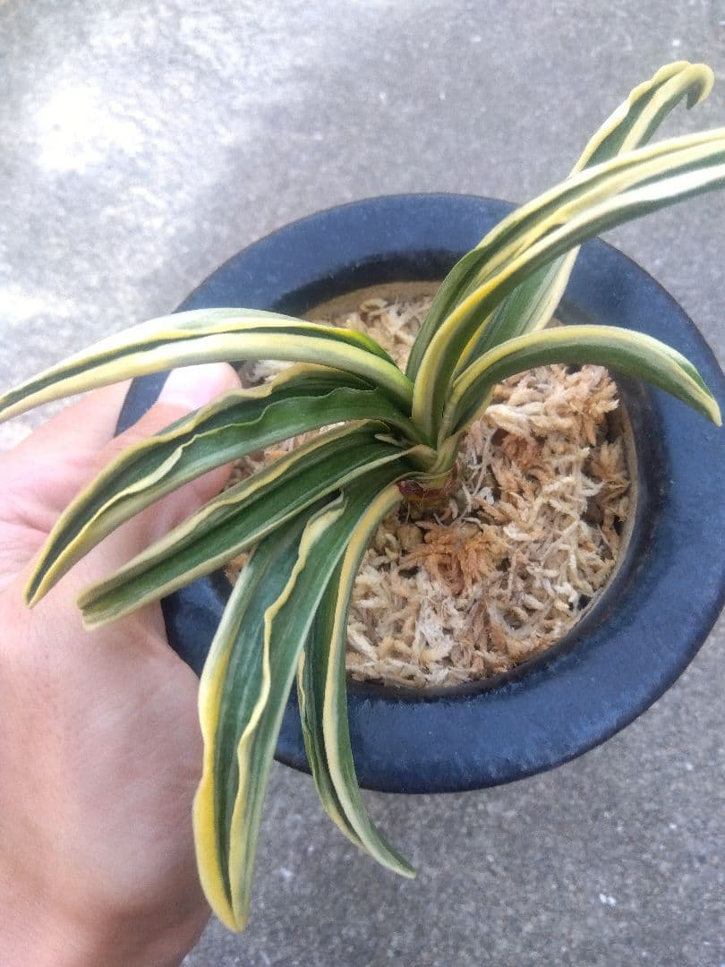 然舎様専用 万年青 おもと 長生殿 覆輪斑 4号陶器鉢つき 極上❗ ①